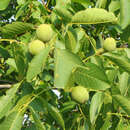 Juglans regia - Walnuss