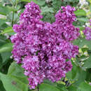 Syringa vulg. 'Mrs. Edward Harding' - Edelflieder - gefülltblühend