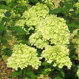 Hydrangea paniculata 'Little Lime' - Kleine Rispenhortensie