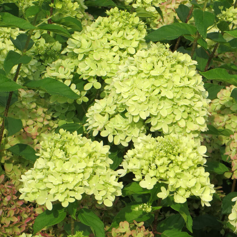 ZwergRispenhortensie Hydrangea paniculata 'Little Lime' weiß