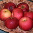 Malus domestica 'Jakob Fischer': Bild 1/2