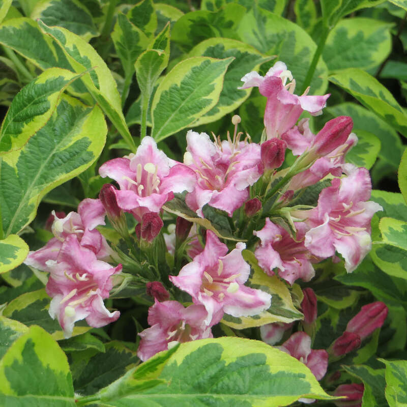 Weigelie rosa Weigela 'Kosteriana Variegata' rosa