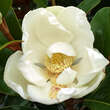 Magnolia grandiflora 'Ferruginea': Bild 1/3