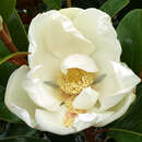 Magnolia grandiflora 'Ferruginea' - Immergrüne Magnolie