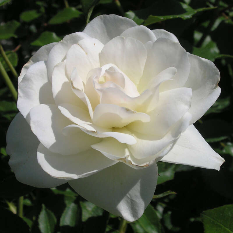 Strauchrose 'Schneewittchen' (R) Von Brun Produktbild-Vorschau 8