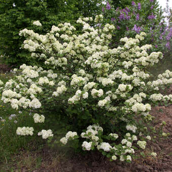 Viburnum plicatum 'Rotundifolium'