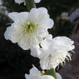 Prunus mume 'Alboplena' - Japanische Aprikose