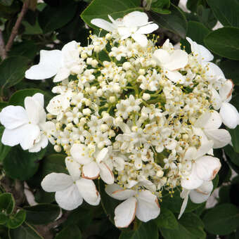 Viburnum macrocephalum 'Keteleerii'