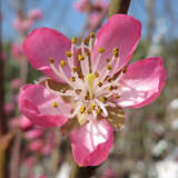 Prunus nuc. 'Tellernektarine' - Tellernektarine