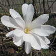Magnolia stellata 'Waterlily': Bild 2/5