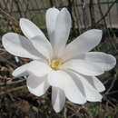 Weiße Sternmagnolie - Magnolia stellata 'Waterlily'