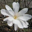 Magnolia stellata 'Waterlily' - Weiße Sternmagnolie