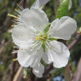 Prunus dom. 'The Czar' - Pflaume