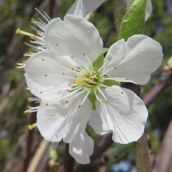 Prunus domestica 'The Czar'