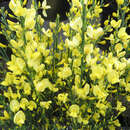 Cytisus praecox 'Allgold' - Ginster