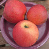 Malus domestica 'Pinova' - Winterapfel