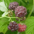 Rubus idaeus 'Glen Coe': Bild 3/5