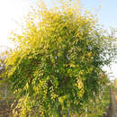 Ulmus pumila 'Beijing Gold' - Chinesische Goldulme