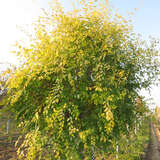 Ulmus pumila 'Beijing Gold' - Chinesische Goldulme