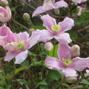 Clematis montana rubens - Bergwaldrebe