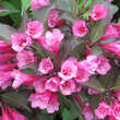 Weigela florida 'Alexandra': Bild 1/4