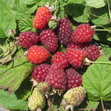 Rubus loganobaccus 'Logan' - Loganbeere