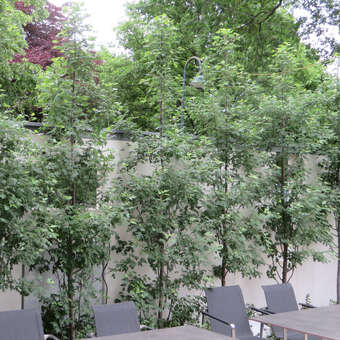 Malus trilobata