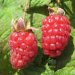 Rubus 'Buckingham Tayberry': Bild 1/1