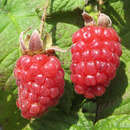 Taybeere - Rubus 'Buckingham Tayberry'