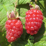 Rubus 'Buckingham Tayberry' - Taybeere
