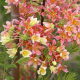 Xanthoceras sorbifolium 'Happy Orange' - Orangeblühender Gelbhornstrauch