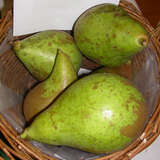 Pyrus communis 'Conference' - Herbstbirne