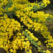 Cytisus procumbens: Bild 2/5