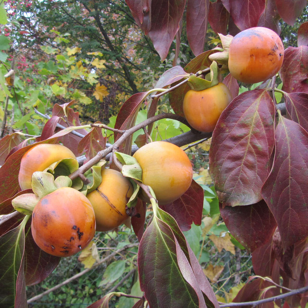 Kaki, Kakipflaume - Diospyros kaki 'Steiermark-Kaki' - gelb