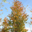 Zelkova serrata 'Fastigiata': Bild 1/2