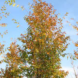 Zelkova serrata 'Fastigiata' - Schlankkronige Zelkove