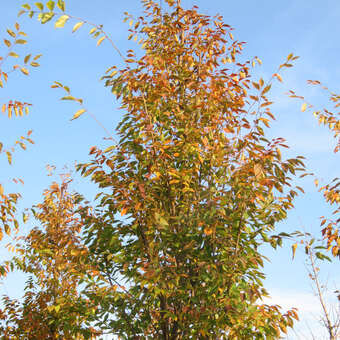 Zelkova serrata 'Fastigiata'