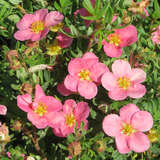 Potentilla frut. 'Pink Paradise' - Fünffingerstrauch