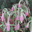 Rostrinucula dep. 'Happy Cascade': Bild 1/12