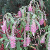 Rostrinucula dependens 'Happy Cascade' - Tränender Schmetterlingsstrauch