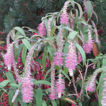 Rostrinucula dep. 'Happy Cascade'