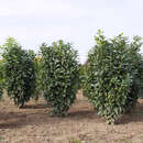 Prunus laurocerasus 'Genolier' - Kirschlorbeer