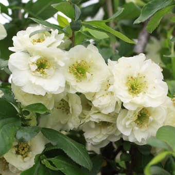 Chaenomeles 'Yukigoten'