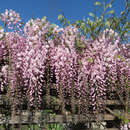 Wisteria floribunda 'Honbeni' ('Rosea') - Blauregen