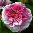 Rose 'President de Seze' (gallica): Bild 1/5