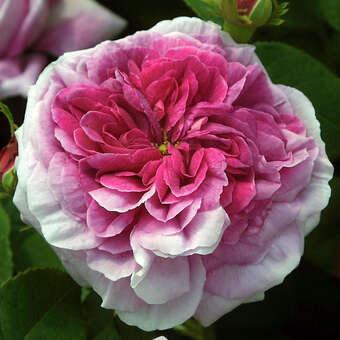 Rose 'President de Seze' (gallica)