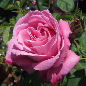 Rose 'Mrs. John Laing'