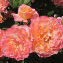 Rose 'Augusta Luise' - Edelrose