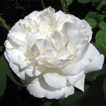 Rose 'Winchester Cathedral'