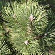 Pinus nigra 'Pygmaea': Bild 2/3